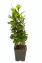 Laurus nobilis in pot on white backrgound. Royalty Free Stock Photo