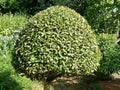 Laurus Nobilis Laurus nobilis is a subtropical tree or shrub. Its leaves are used as a spice.
