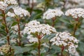 Laurustine Viburnum tinus, cymes of white flowers