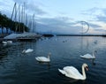 Lausanne quay of Geneva Lake with swans and yacht, Switzerland Royalty Free Stock Photo