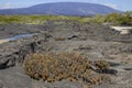 Lava Cacti in a Lava Field in the Galapagos Royalty Free Stock Photo