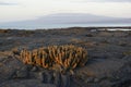 Lava Cactus Brachycereus nesioticus at sunset, Punta Espinosa, Fernandina Island, Galapagos Islands Royalty Free Stock Photo