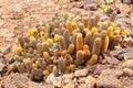 Lava cactus growing on Genovesa Island, Galapagos National Park, Ecuador