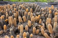 Lava cactus invading a lava field. Royalty Free Stock Photo