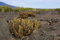 Lava Cactus 832855