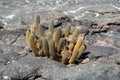 Lava cactus on lava rock