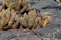 Lava cactus on lava rock