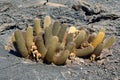 Lava cactus on lava rock