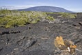 Lava cactus and volcano