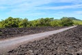 Lava field and trees, Rangitoto Island, New Zealand