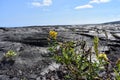 Lava fields on the Big Island in Hawaii with the Pacific Ocean in the background Royalty Free Stock Photo