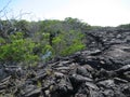 Lava fields, Punta Moreno, GalÃÆÃÂ¡pagos