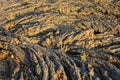 North Crater Flow Trail, Craters of the Moon National Monument