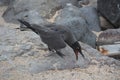 Lava gull Bird from Galapagos Royalty Free Stock Photo