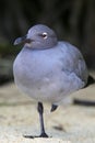 Lava Gull on Genovesa Island, Galapagos National Park, Ecuador Royalty Free Stock Photo