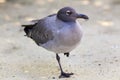 Lava Gull on Genovesa Island, Galapagos National Park, Ecuador Royalty Free Stock Photo