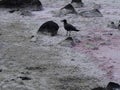 Lava gull, Larus fuliginosus, collecting food Santa Cruz, Galapagos Islands, Ecuador Royalty Free Stock Photo