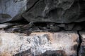 Lava gull Leucophaeus fuliginosus in the cliffs of Genovesa Island, Galapagos Islands, Royalty Free Stock Photo