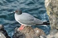 Lava gull (Leucophaeus fuliginosus) Royalty Free Stock Photo