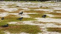 Lava gulls nesting on a beach on isla genovesa in the galapagos