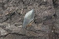 Lava Heron Poised to Strike Royalty Free Stock Photo