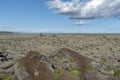 Lava landscape covered in moss