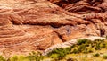 Lava-like Red Rocks in Red Rock Canyon National Conservation Area near Las Vegas, Nevada, USA Royalty Free Stock Photo