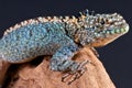 Lava lizard