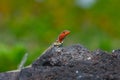 Lava lizard