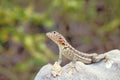 Lava lizard, Galapagos Islands, Ecuador