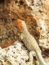 A lava lizard tropidurus in the galapagos islands isabela island