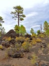Coconino National Forest near Flagstaff, Arizona Royalty Free Stock Photo