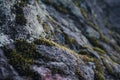 Lava Rock overgrown with moss Royalty Free Stock Photo