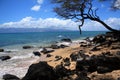 full frame of Lava rocks trees Mountains inside a ocean in Hawaii Royalty Free Stock Photo