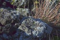Lava rocks, lichens Stereocaulon vesuvianum and typical vegetation of the Vesuvian crater area, Vesuvius, Naples, Campania, Ital Royalty Free Stock Photo