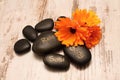 Lava stones and marigold Royalty Free Stock Photo