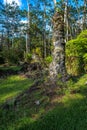 Lava Tree State Monument Royalty Free Stock Photo