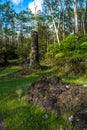Lava Tree State Monument Royalty Free Stock Photo