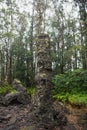 Lava Tree Royalty Free Stock Photo