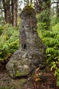 Lava Tree Royalty Free Stock Photo