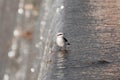 Lavadeira Mascarada bird on waterfall cooling down and looking around Royalty Free Stock Photo