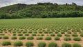 Lavand meadows in verdon Royalty Free Stock Photo