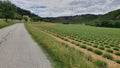 Lavand meadows in verdon