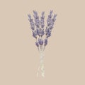 Bunch of French lavender flowers isolated on light beige background. Beautiful bouquet of wildflowers. Botanical watercolor. Royalty Free Stock Photo