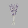 Bunch of French lavender flowers isolated on light gray background. Beautiful bouquet of wildflowers. Botanical watercolor.