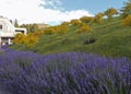 Lavanda bushes near farm house and white clouds in the blue skies