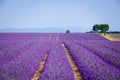 Lavanda fields. Provence Royalty Free Stock Photo