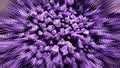 Lavanda Purple Abstracts Blurs Shapes Backgrounds