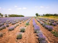 Lavande field countryside, cultivation land