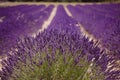 Lavender closeup